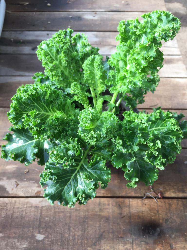 Kale