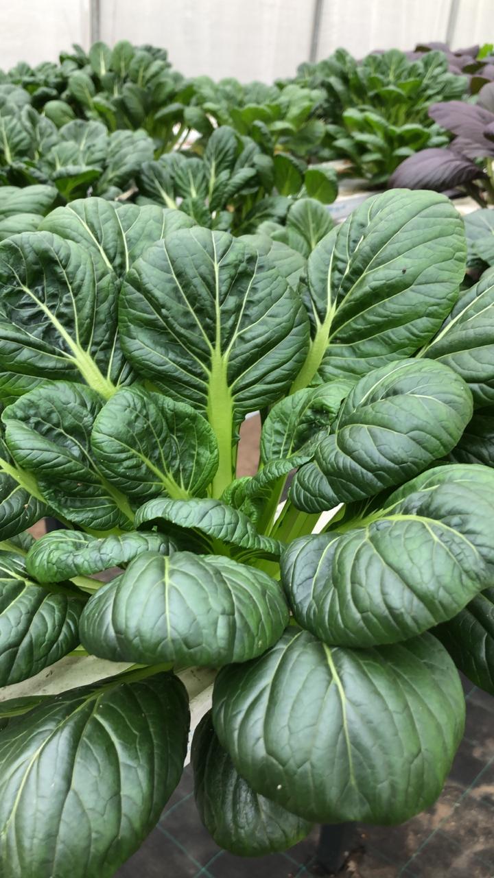 Tatsoi